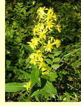 Золотая розга, золотарник (Solidago virda aurea L.) Золотая розга, золотарник (Solidago virda aurea L.)